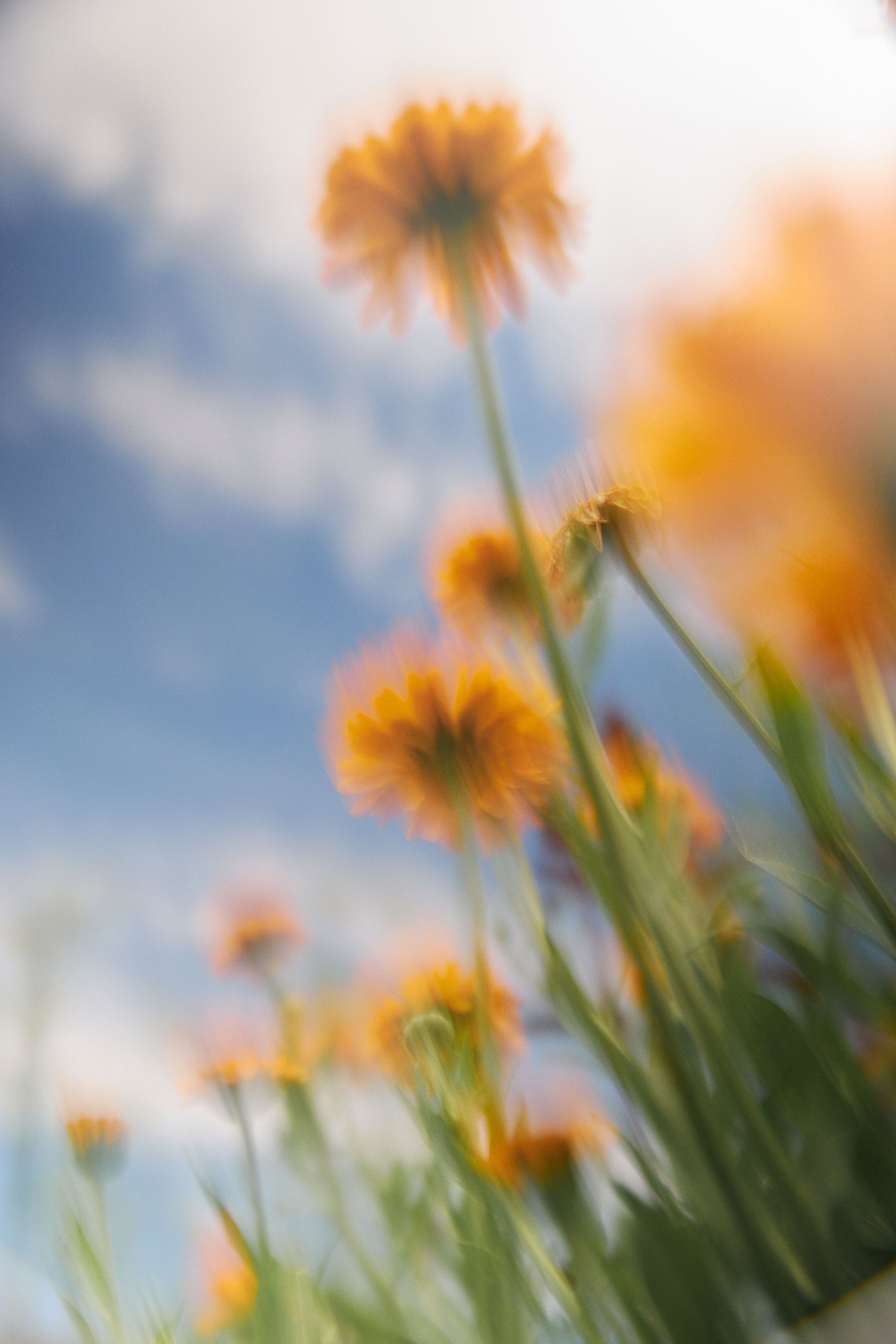 Hintergrund Blumenwiese
