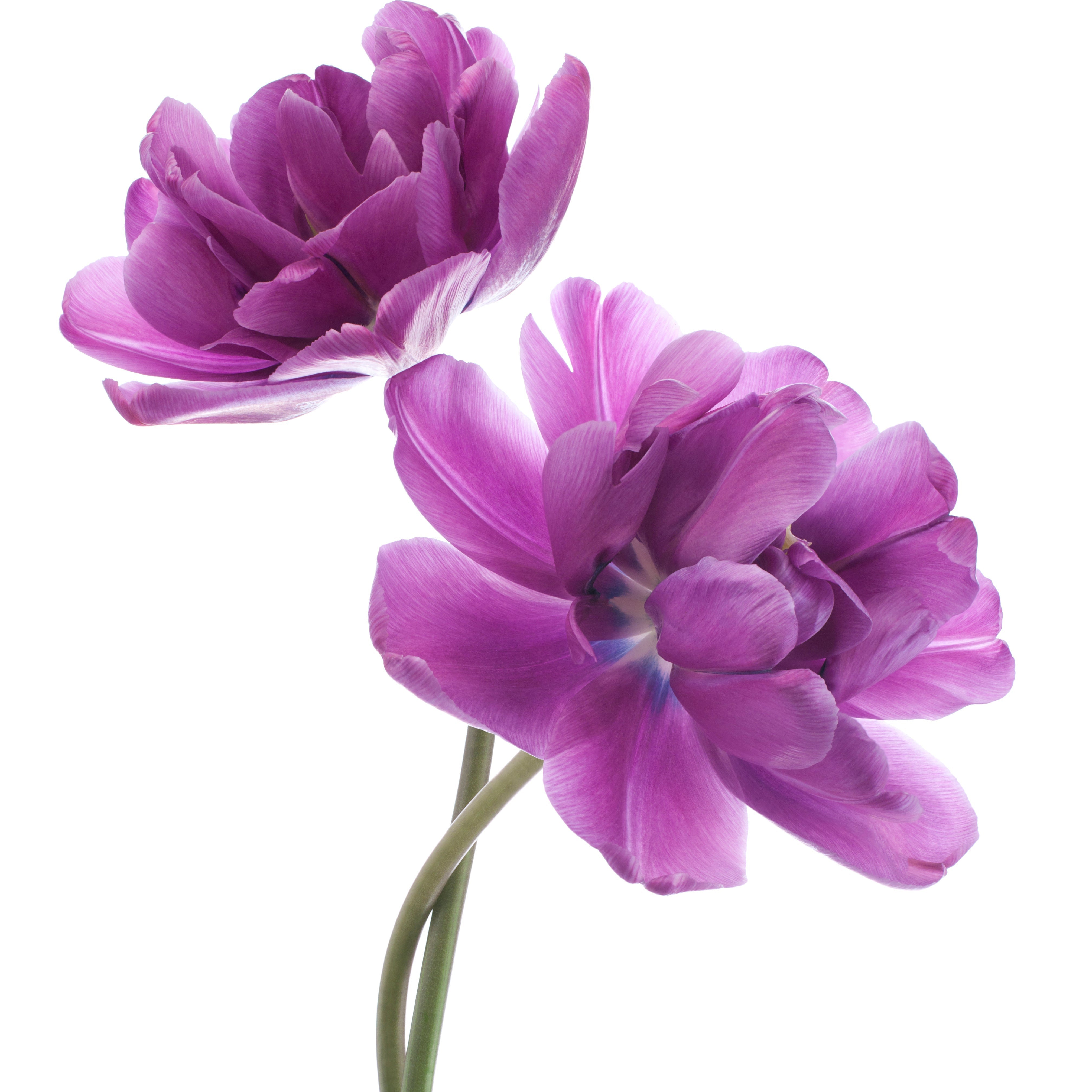 Bakuchiol Blumen
