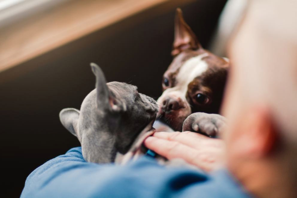 Kot i mały pies przytulają się na kolanach, nos w nos