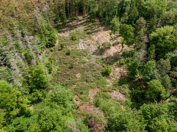 Zdjęcie z drona: polana leśna z nagą powierzchnią, otoczona zielonym lasem