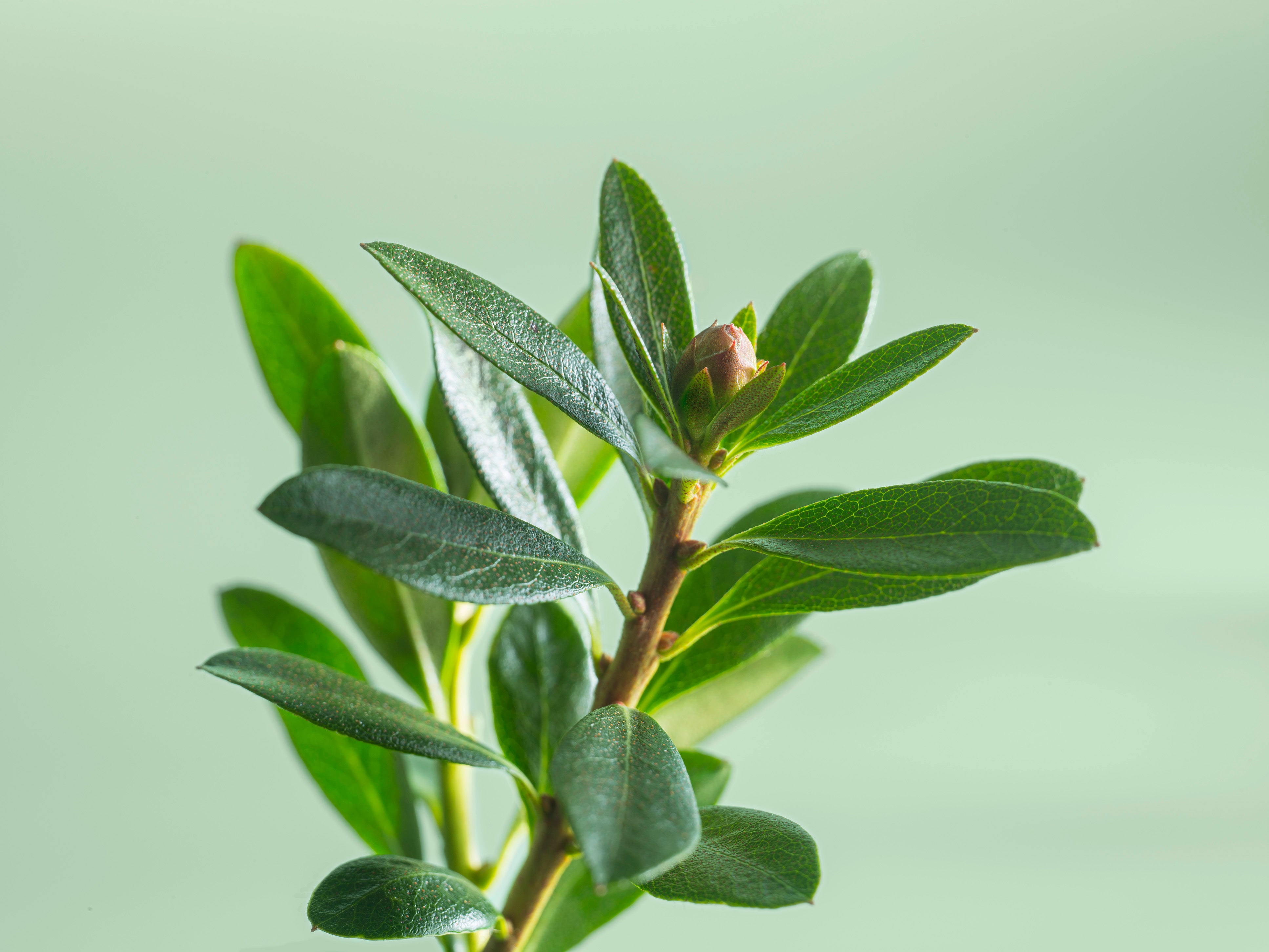 Acnilyspflanze vor einem hell grünen Hintergrund
