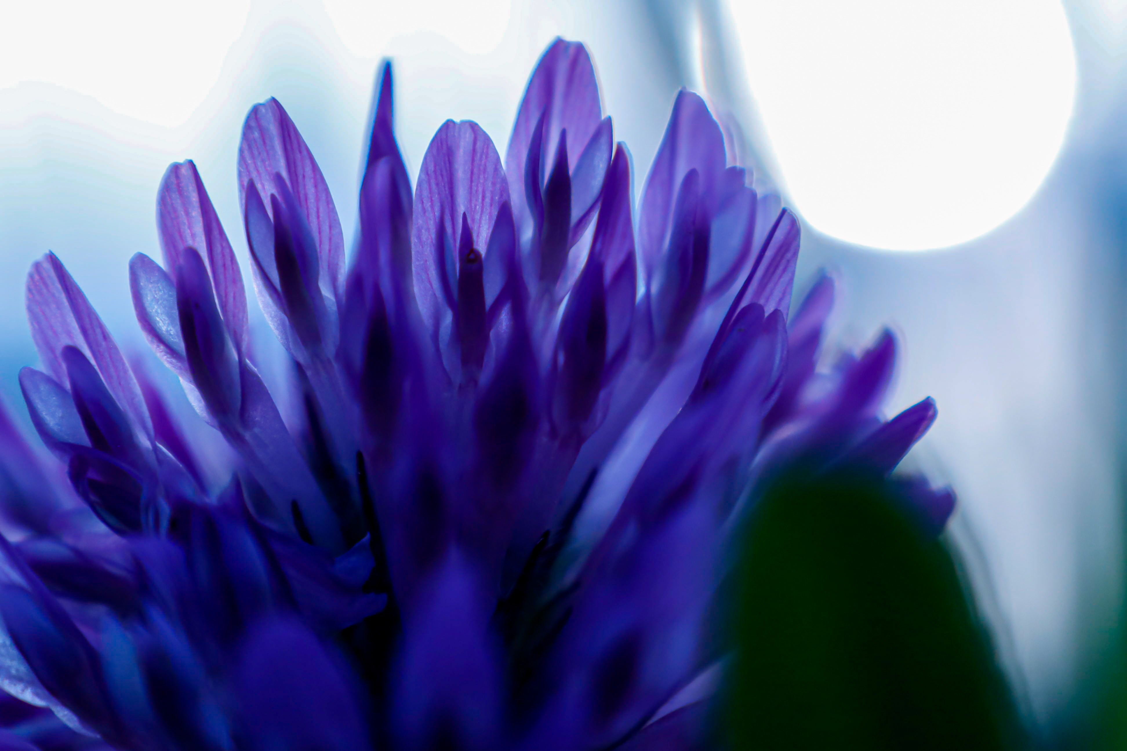 dunkel violette Bakuchiolblüte als Nahaufnahme