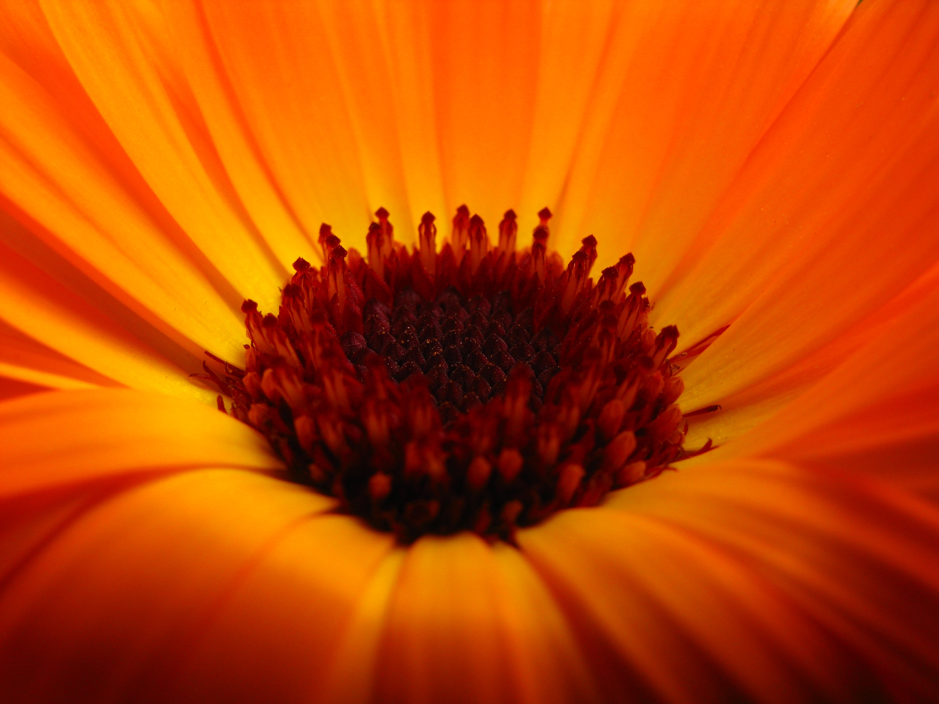 Calendula Blüte Nahaufnahme