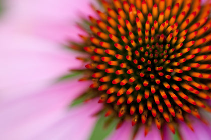 Organiczna echinacea