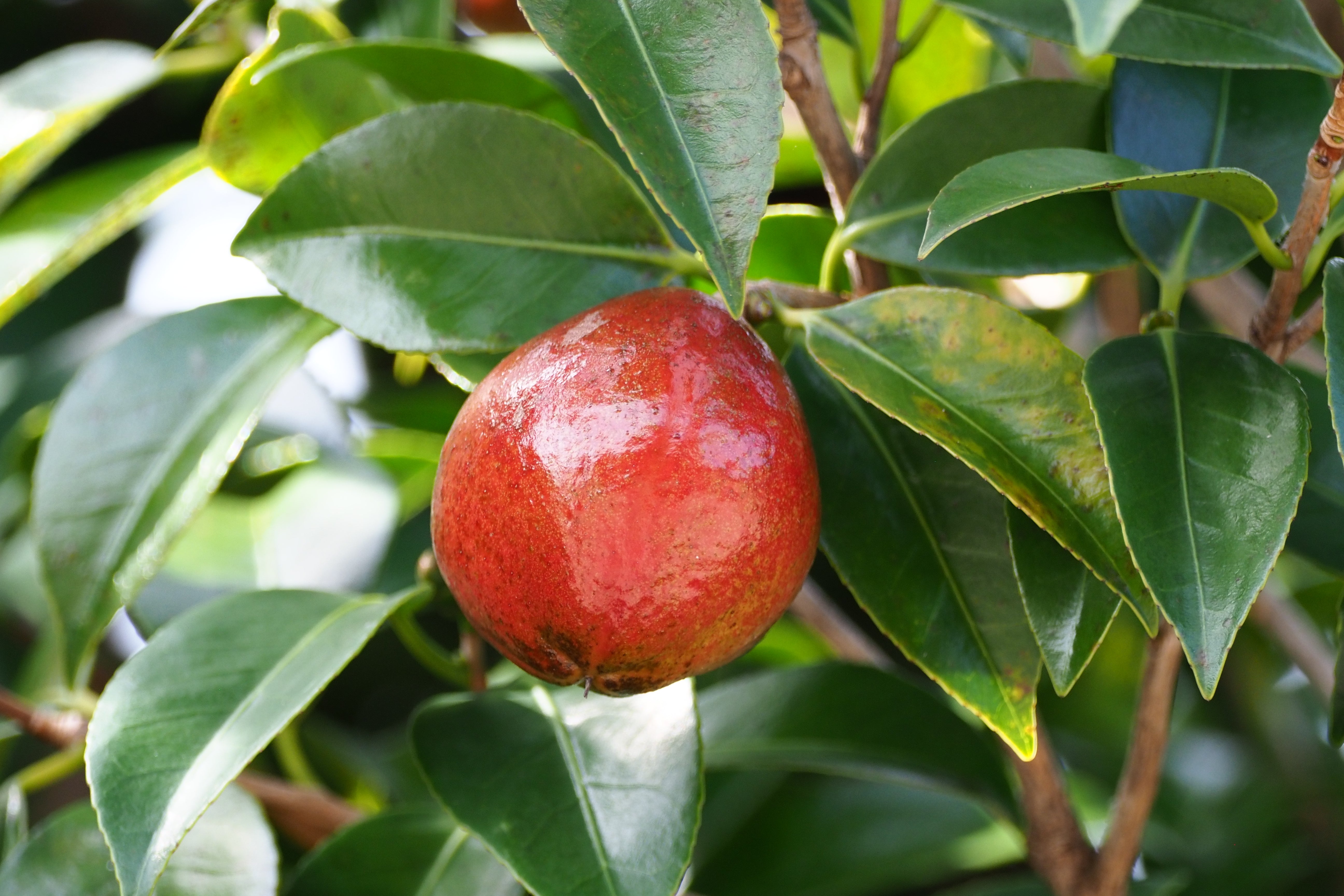 Granatapfelfrucht am Baum