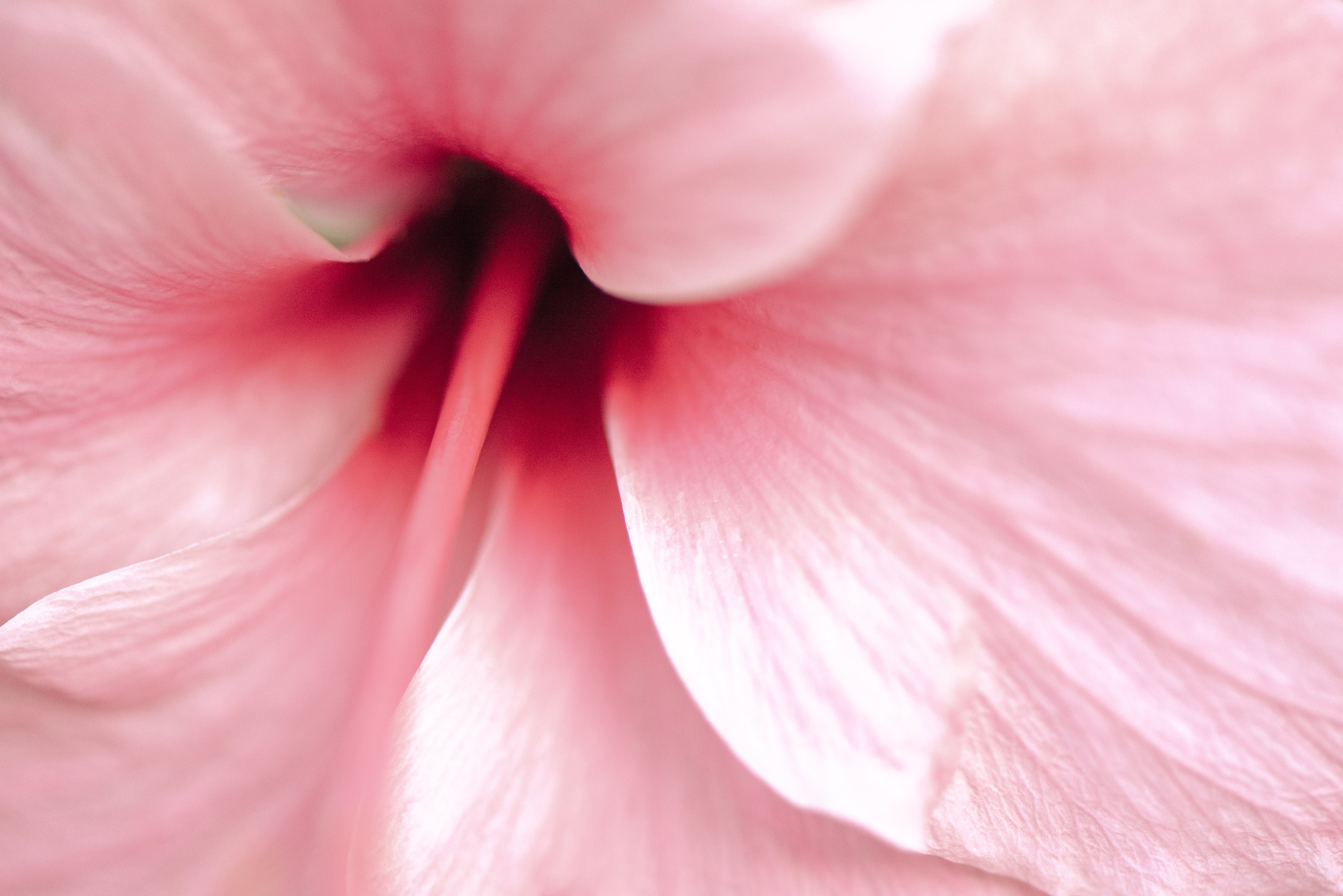 Zbliżenie kwiatu hibiskusa