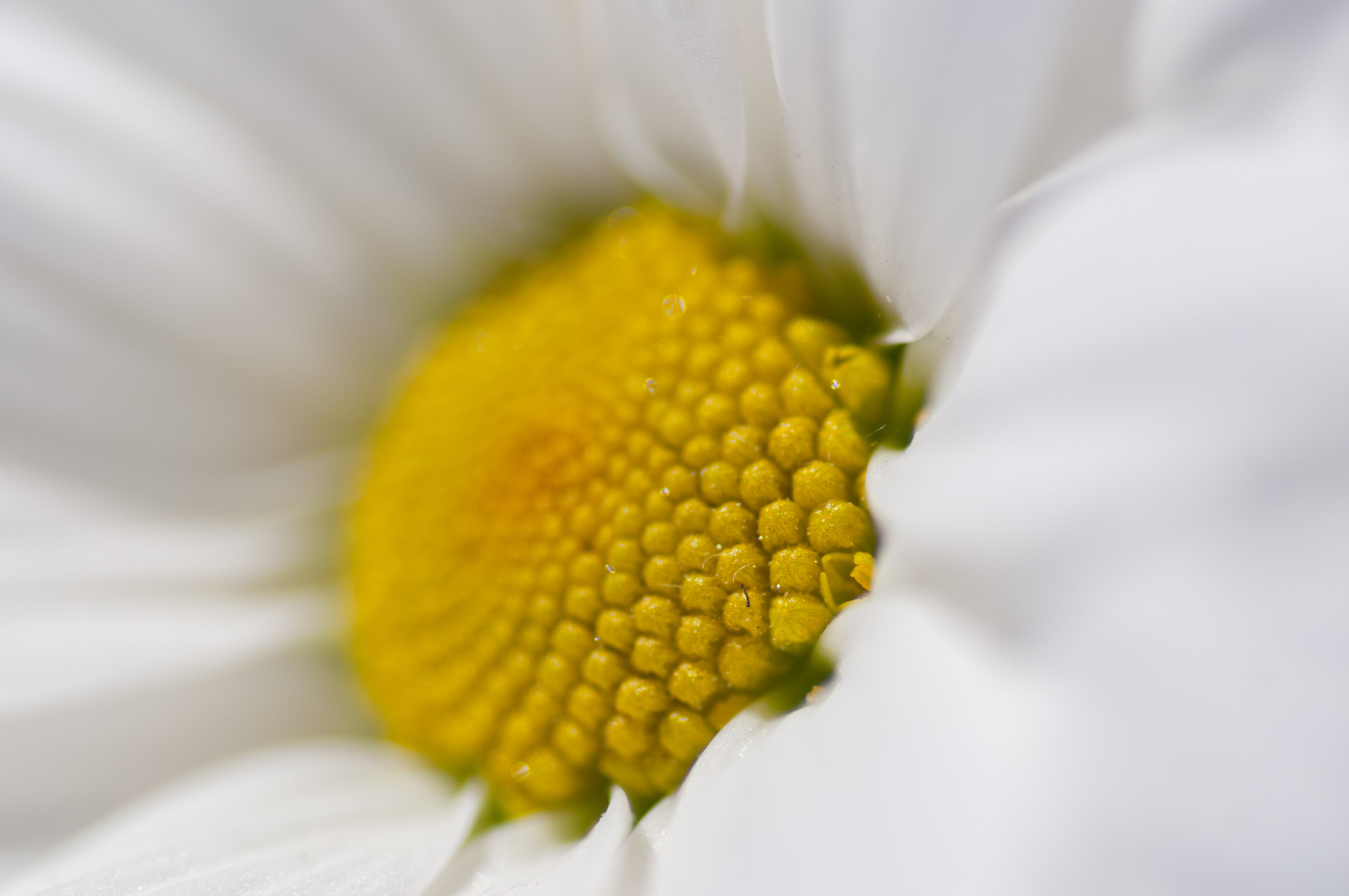 Kamillenblüte Nahaufnahme