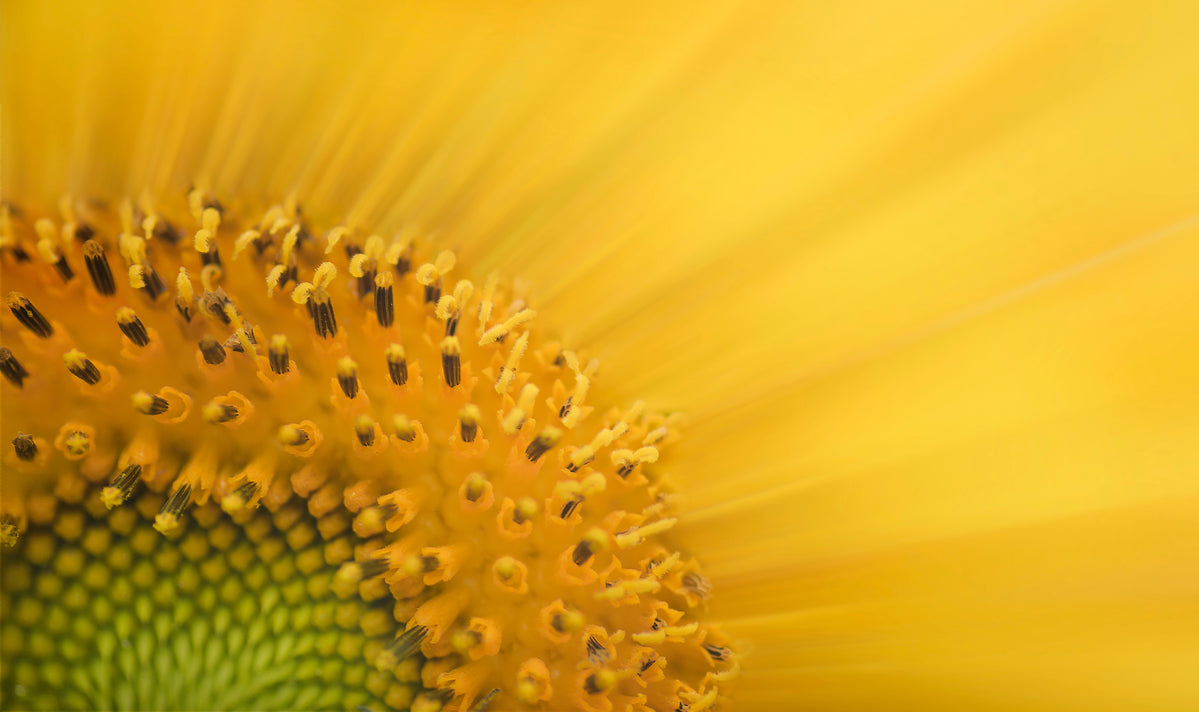 Kwiat słonecznika zbliżenie