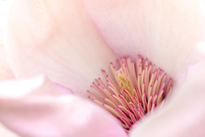 Wyciąg z kwiatów magnolii