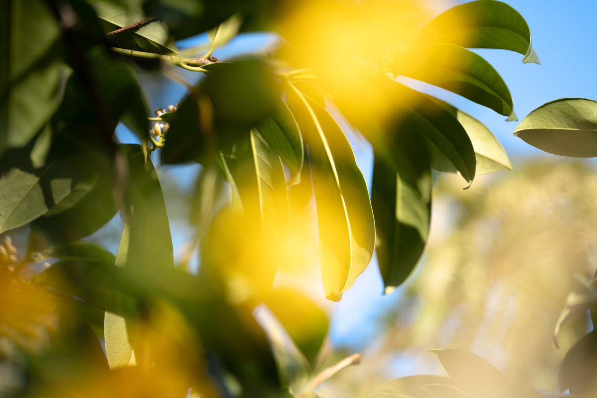 Grüne Blätter im Sonnenlicht
