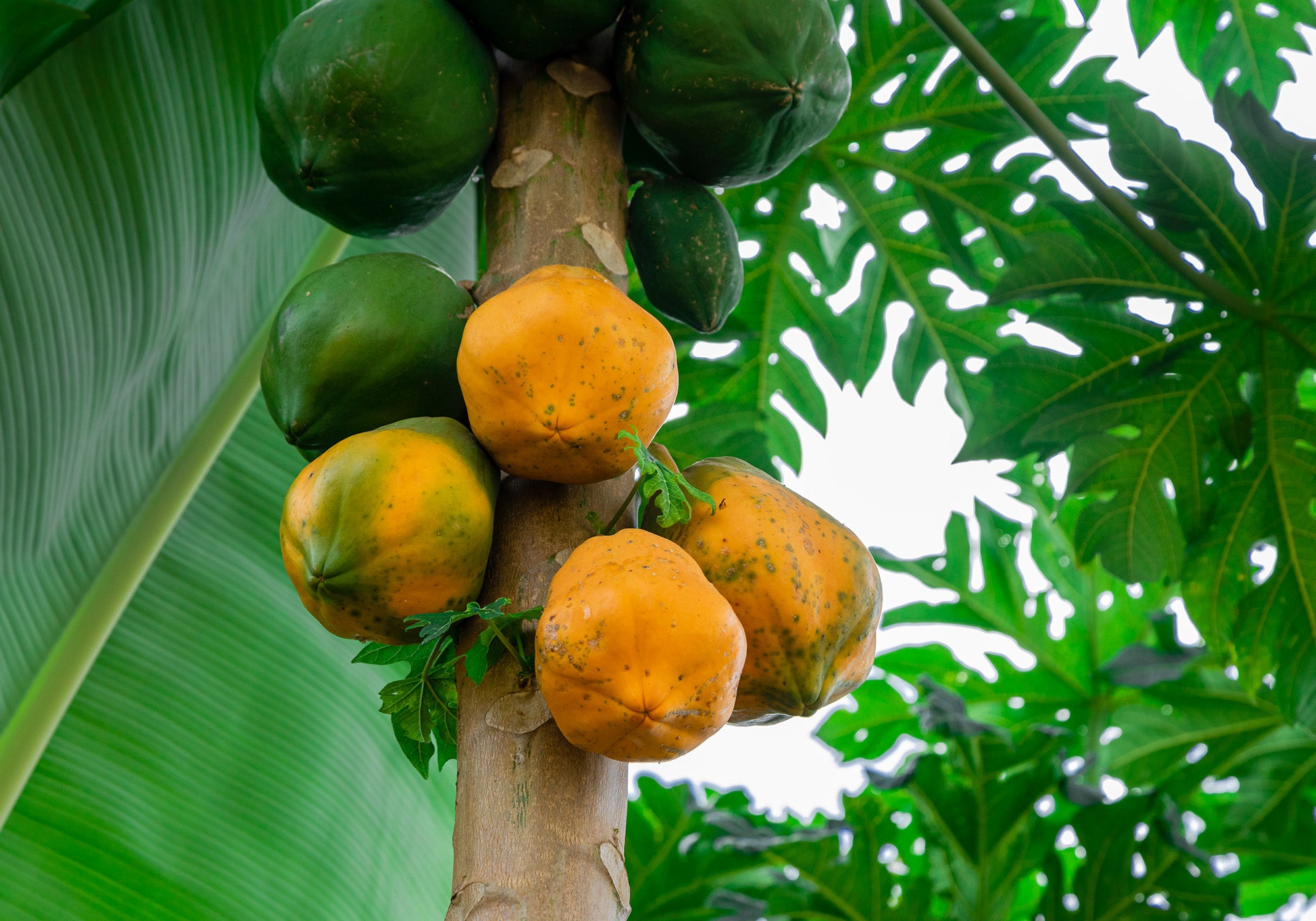 Papaya-Früchte hängen am Baum