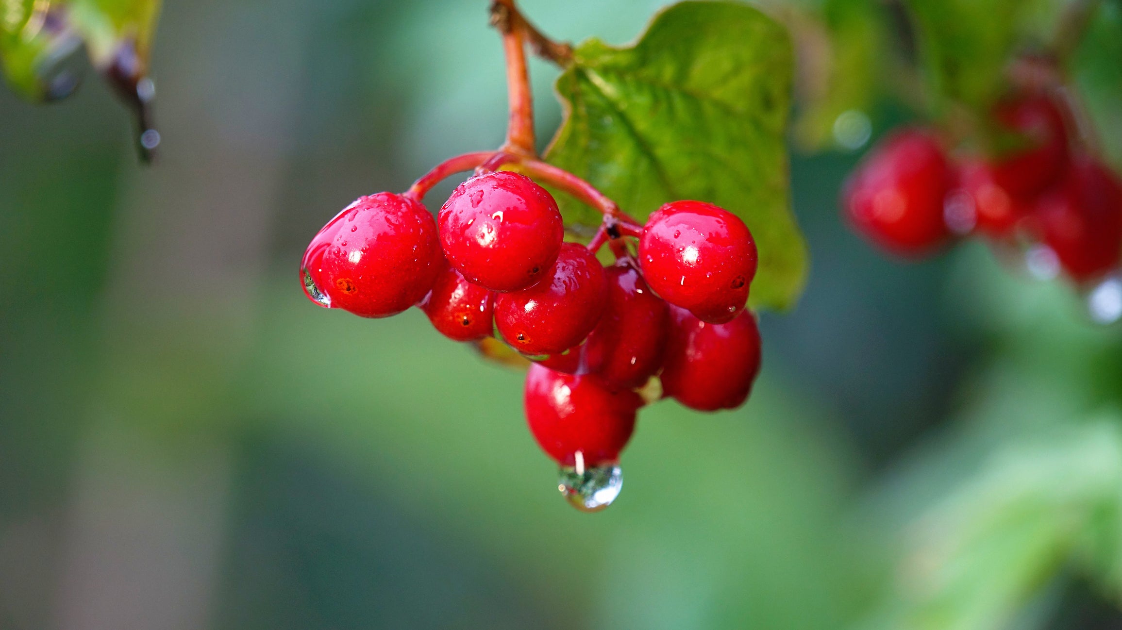 Nahaufnahme roter Schisandra-Beeren