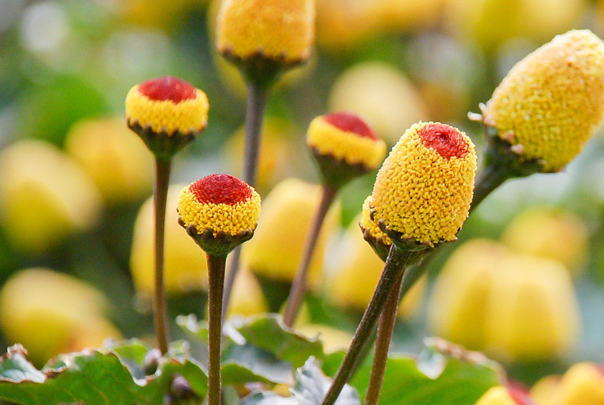 Blüte einer Parakresse Pflanze 
