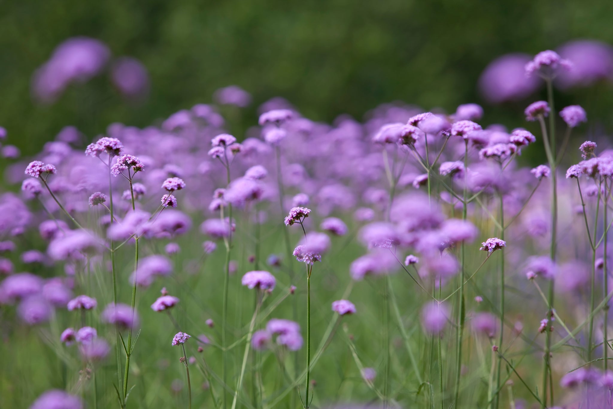 Blühendes Feld mit zahlreichen lila Verveine-Blüten, Fokus auf einzelne Blüten im Vordergrund.