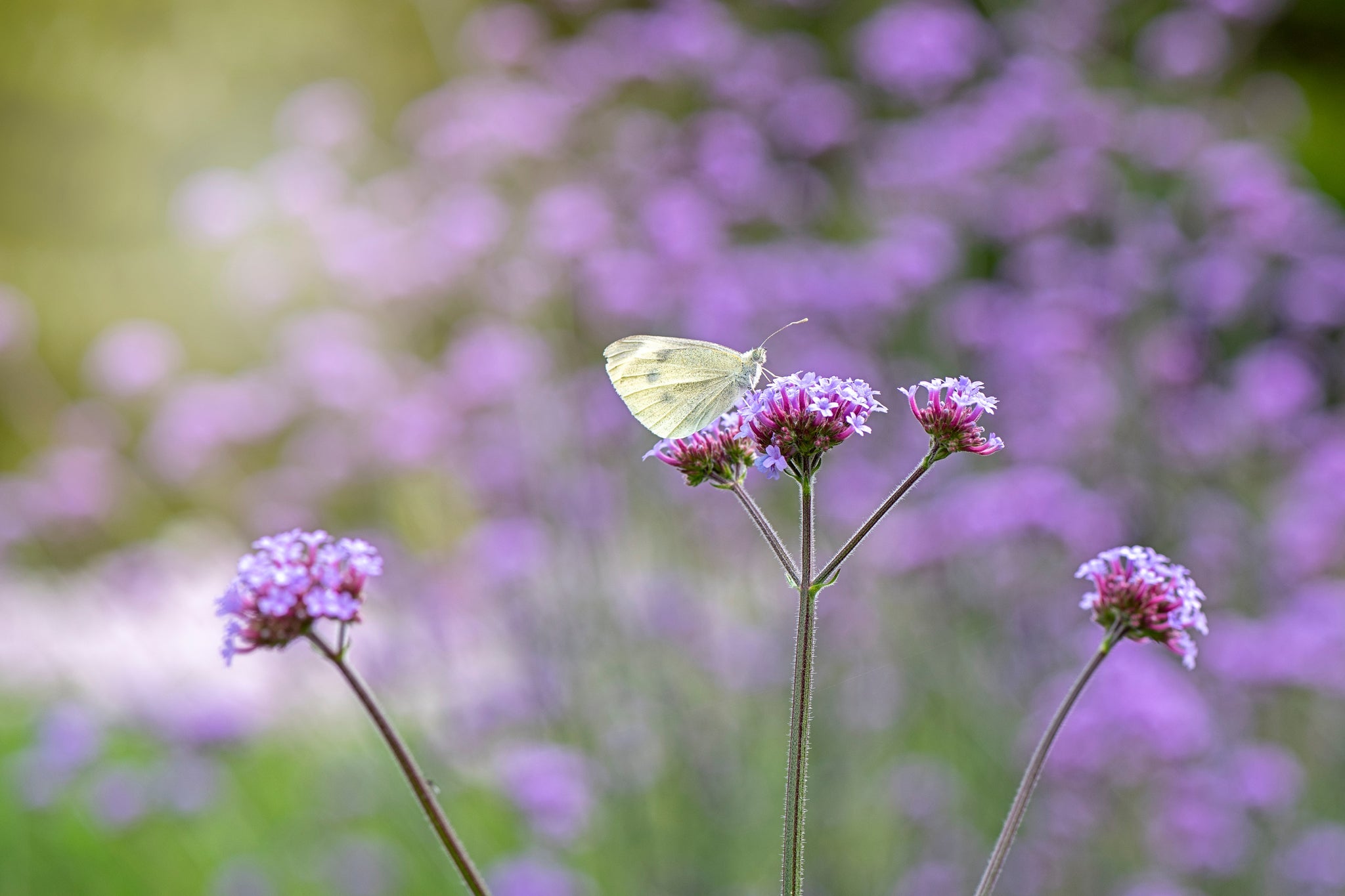Schmetterling auf violetten Verveine-Blüten, unscharfer Hintergrund mit blühendem Feld.