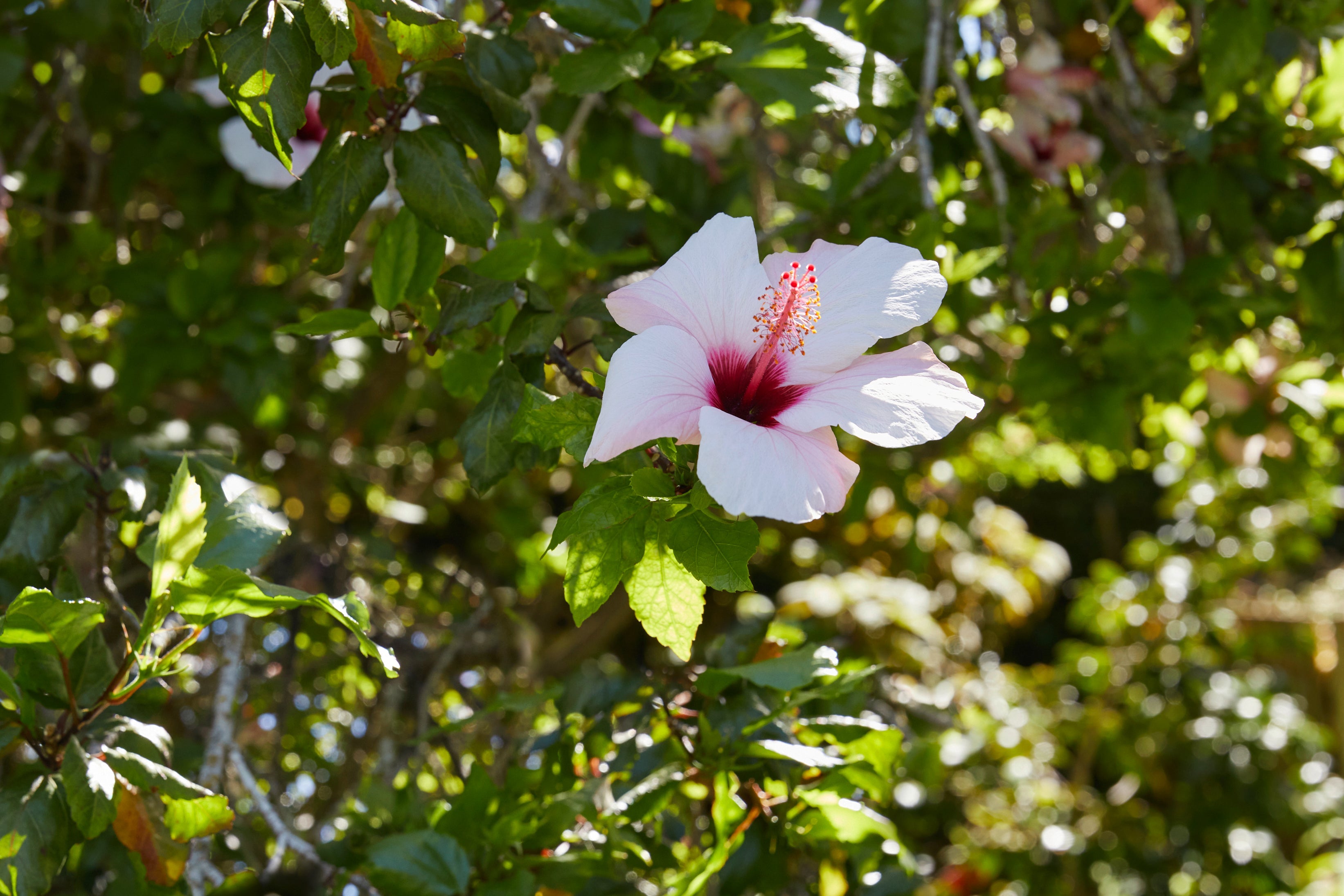 Hibiskusblume in der Natur