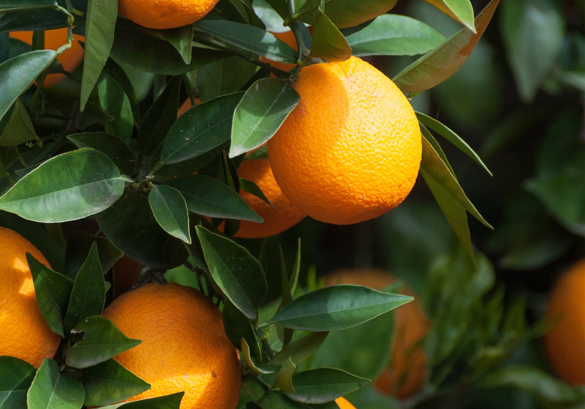 Orangenbaum rangezoomt