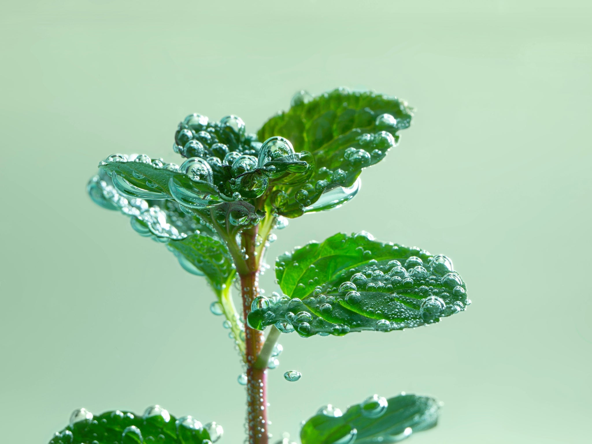 Bio Minze - Inhaltsstoff von Pure Beauty