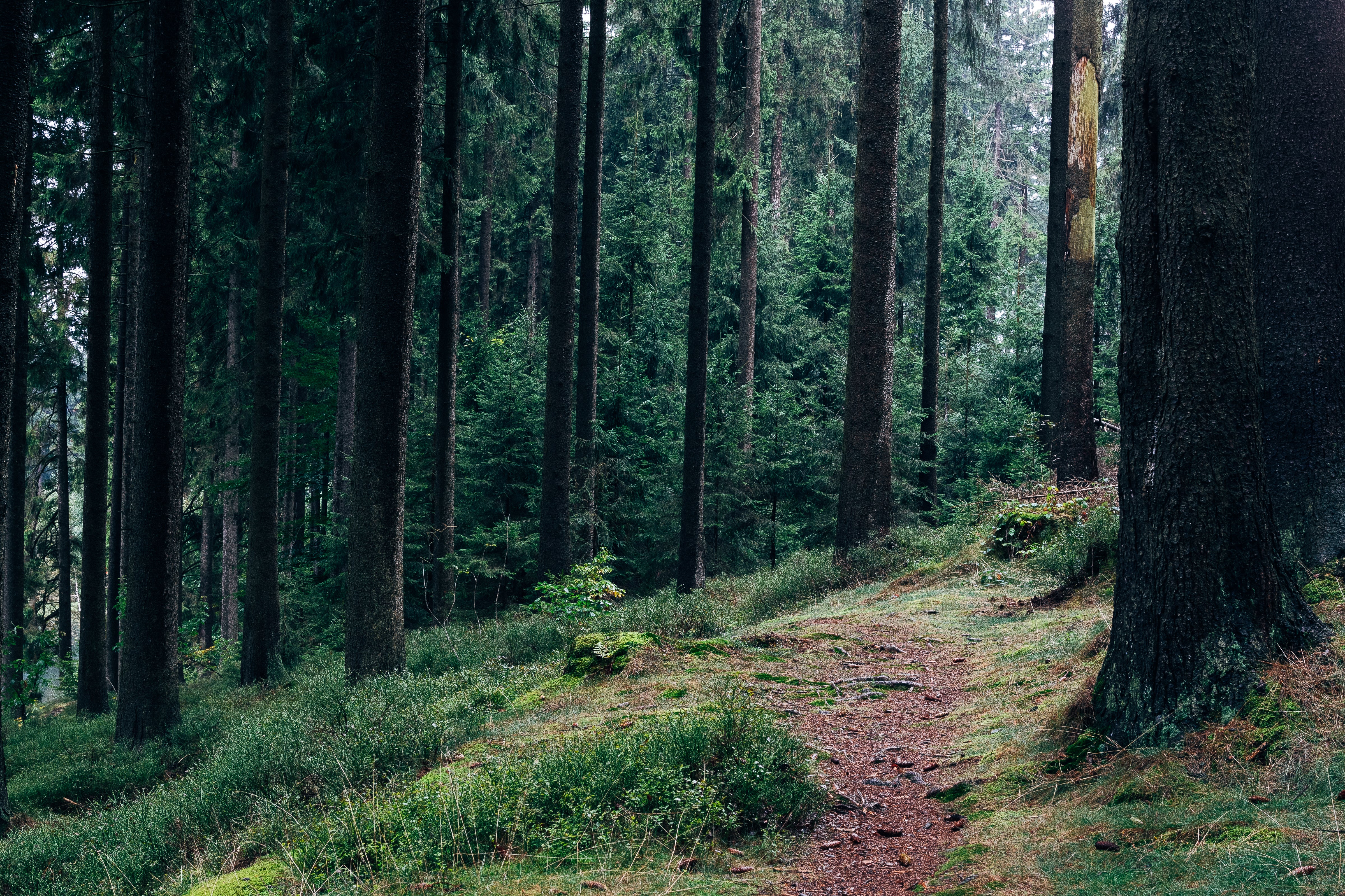 Natürlicher Wald im Harz 
