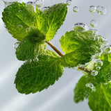 lavera Szampon pielęgnacyjny Fresh & Clear