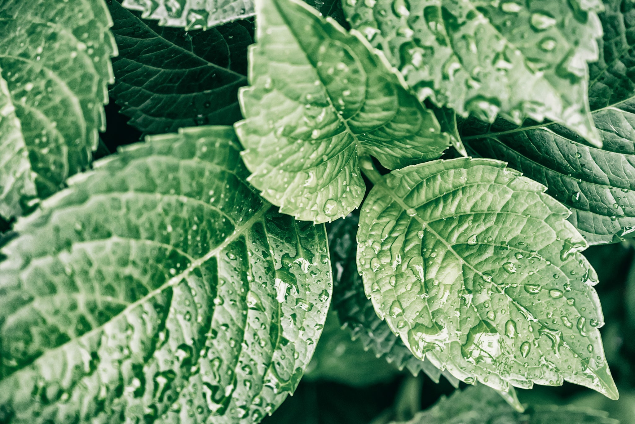 Frische grüne Blätter mit Wassertropfen