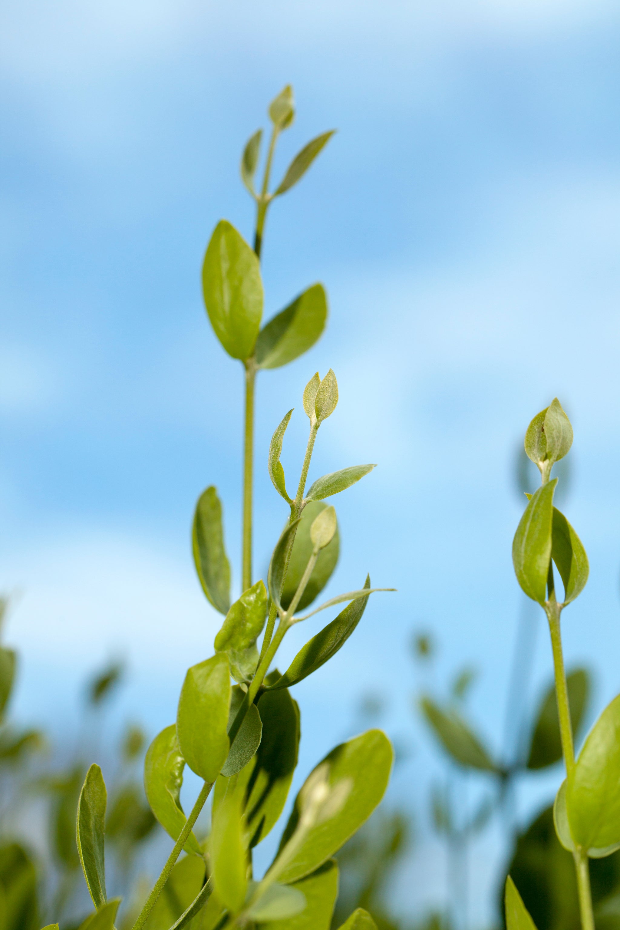 Jojobapflanze mit frischen grünen Blättern vor blauem Himmel.