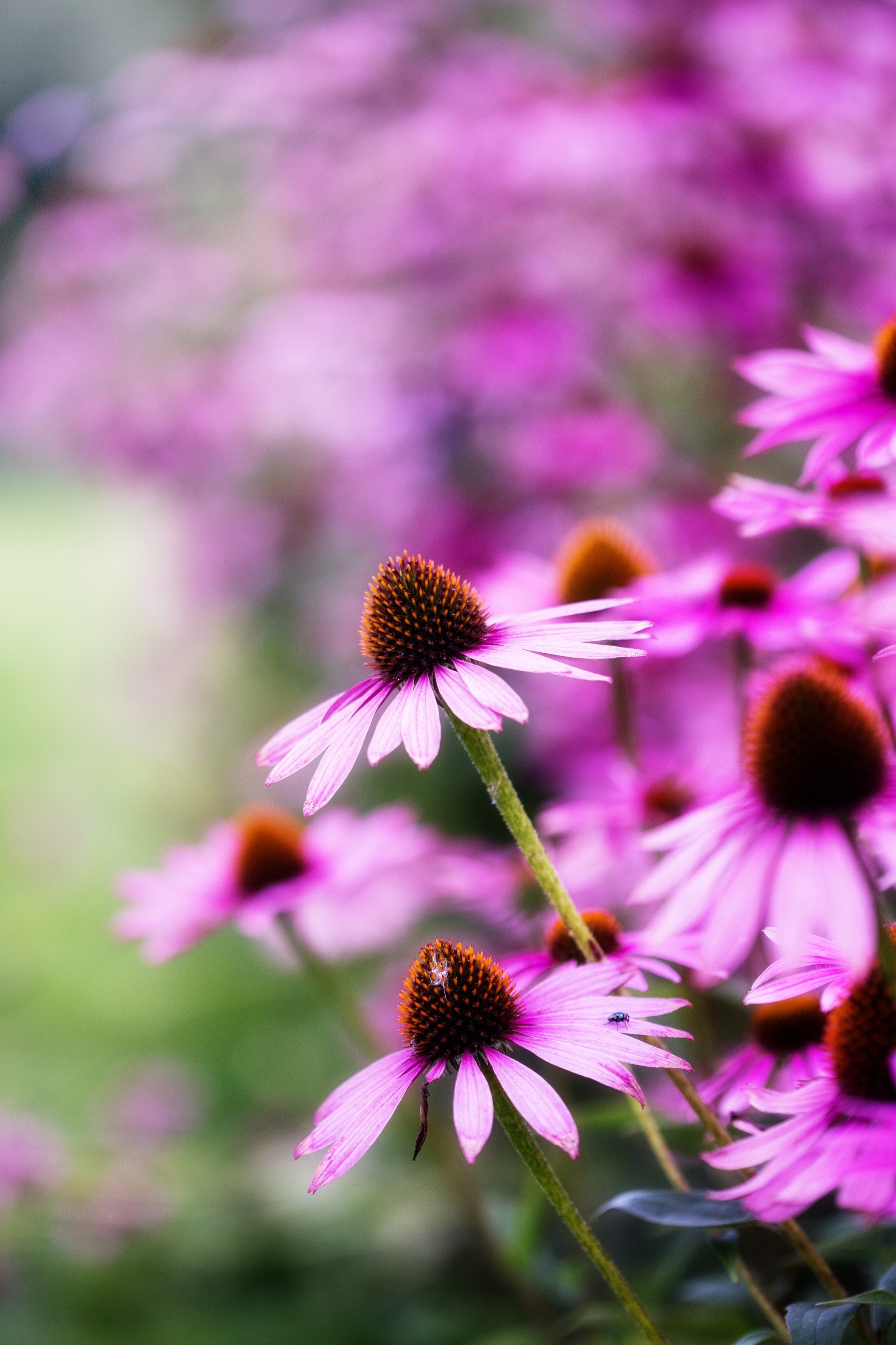 Nahaufnahme einer Echinacea-Blüte (Sonnenhut) mit violett-rosa Blütenblättern und braun-orangenem Blütenkopf, unscharfer Hintergrund voller weiterer Blüten.