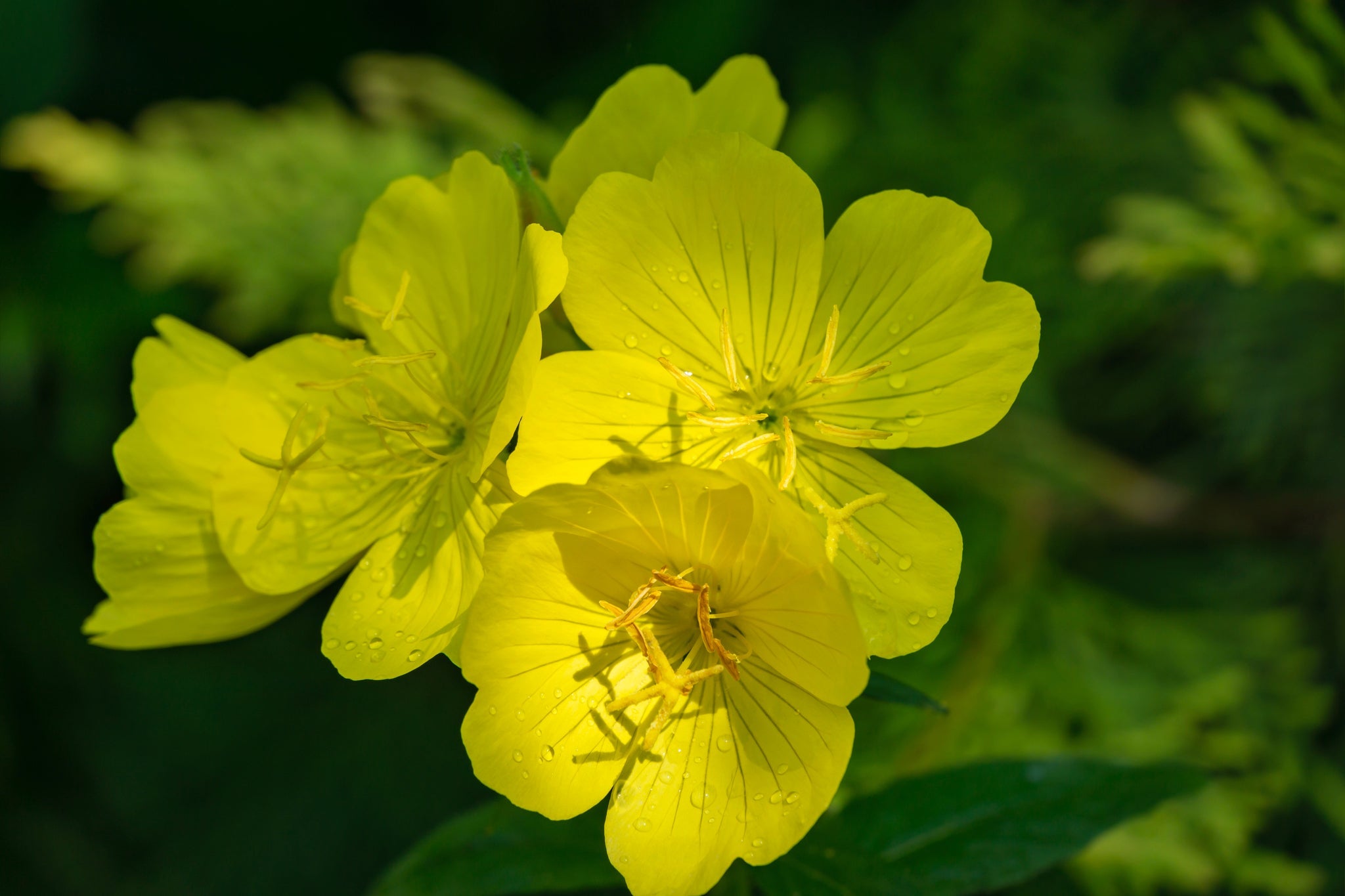 Gelbe Blüten der Nachtkerze mit Tautropfen in Nahaufnahme
