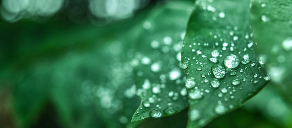 Makro: zielony liść z kroplami wody, naturalne tło