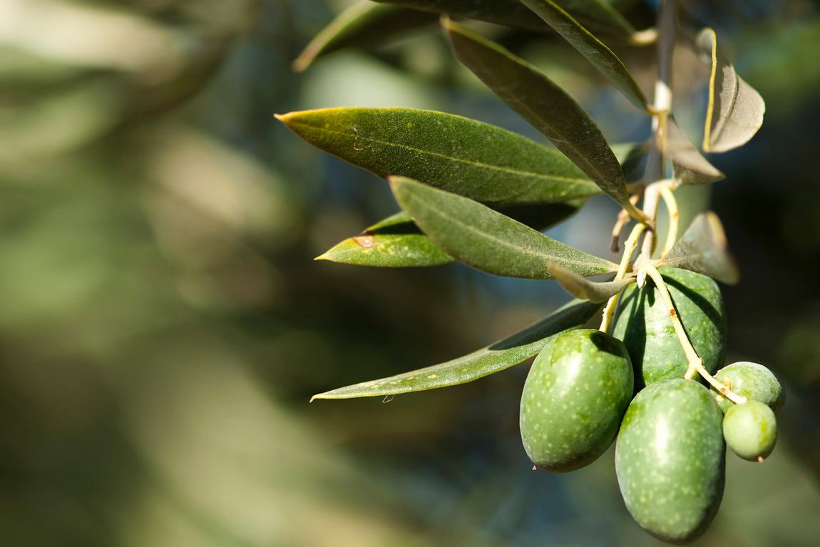 Zielone oliwki na gałązce z liśćmi w świetle słonecznym